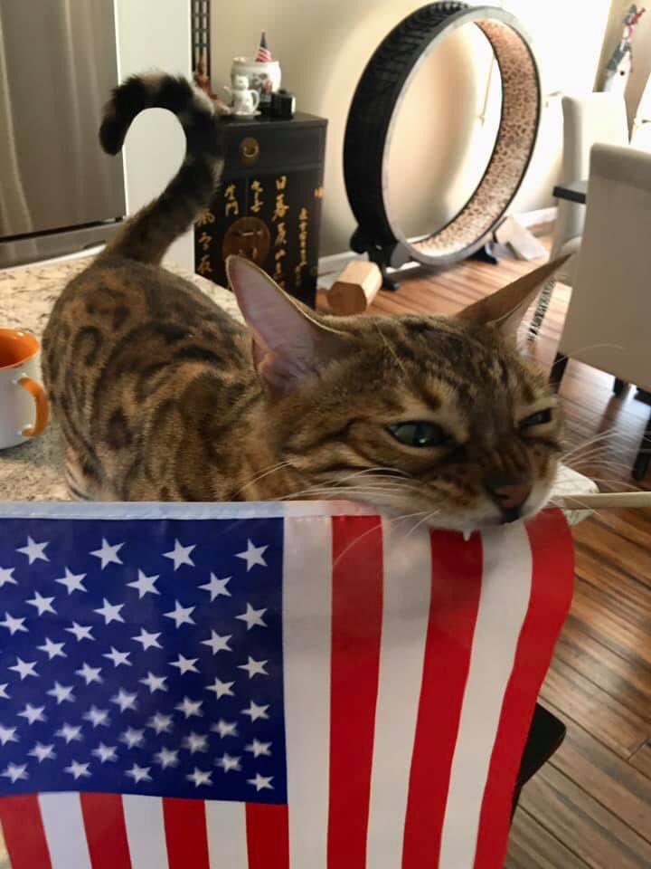 FlokiTheBengal's tweet photo. Happy 4th of July, and Happy #Caturday! 

Flöki’s not too happy about the noises happening tonight, but proud to be an American kitty! 

#flokithebengal ,#bengalsofinstagram ,#catsofinstagram ,#bengalcat #bengalcatsofinstagram https://t.co/VQpC7M7OUj