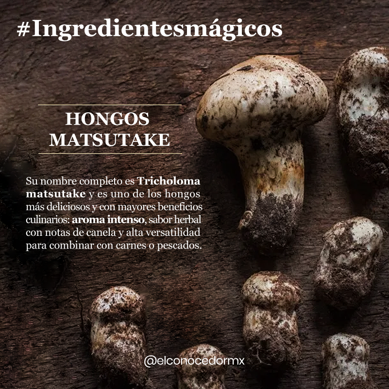 elconocedormx's tweet photo. Su costo se separa de los champiñones comunes por su escasa recolección, la cual se realiza en septiembre. Estos hongos, favoritos de Japón, se pueden dar en México y Canadá, en zonas de pinos. https://t.co/IP1kiWt3eL