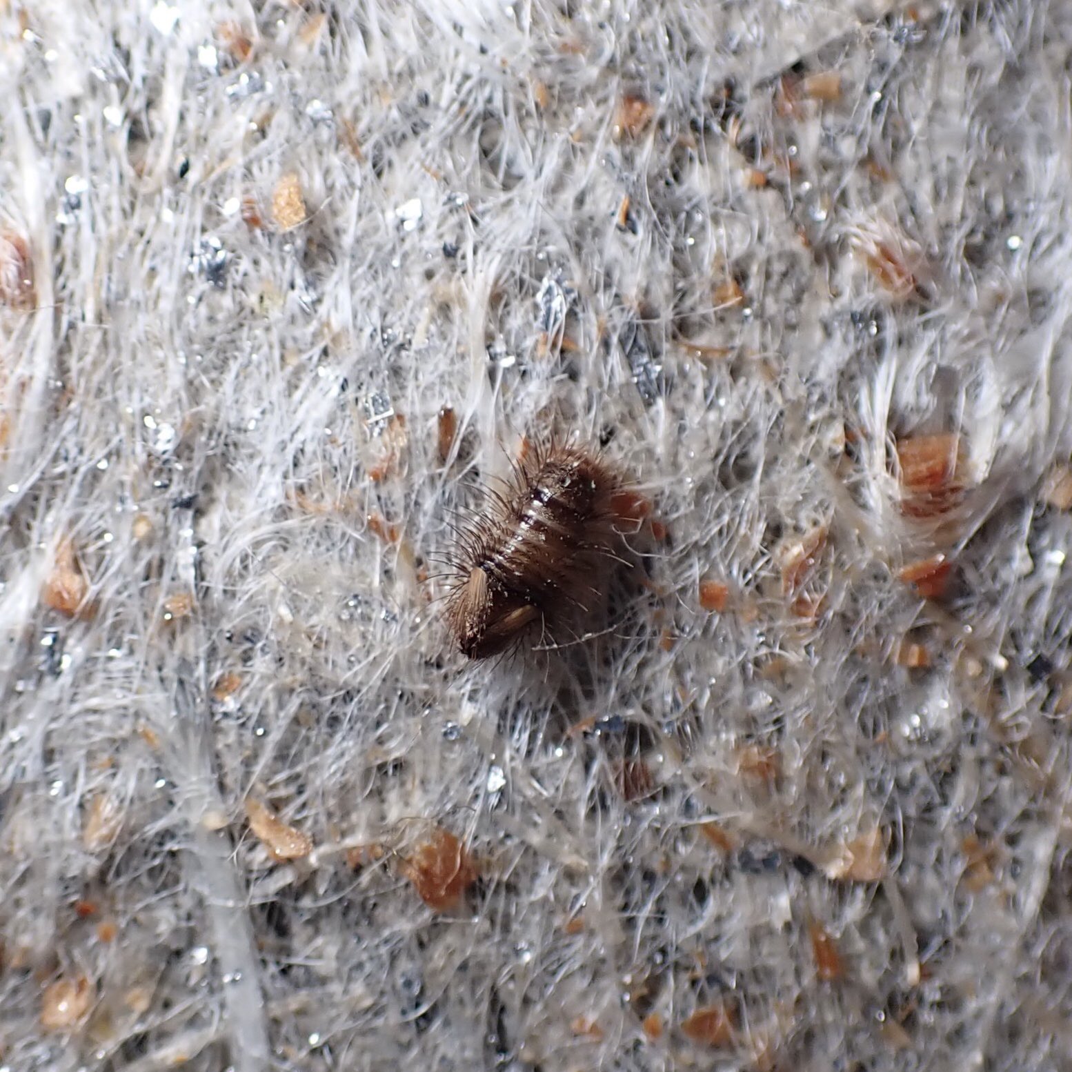 ハエトリ限界オタク Na Tviteru 壁に何かついてる ヒメマルカツオブシムシの幼虫かな 一応害虫だし 駆除するか ごめんね
