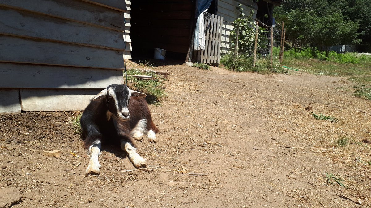 TheCramooz's tweet photo. Hip enjoying the sun. 

#farmlife #itsgoatime https://t.co/hkHCoqY7To