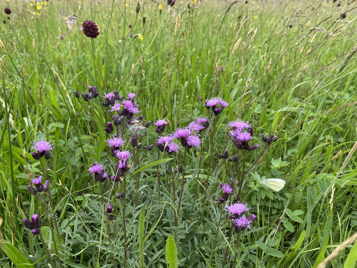 Our work with the Facilitation Fund, carried out around the Mottey Meadows SSSI, will contribute to the area’s priorities which are biodiversity, water quality and reducing diffuse water pollution. #NationalMeadowsDay <a href="/staffswildlife/">StaffsWildlife 🦔🍄🦇</a> ⁦<a href="/NE_WestMids/">NE_WestMids</a>⁩ ⁦<a href="/EnvAgencyMids/">Environment Agency Midlands</a>⁩