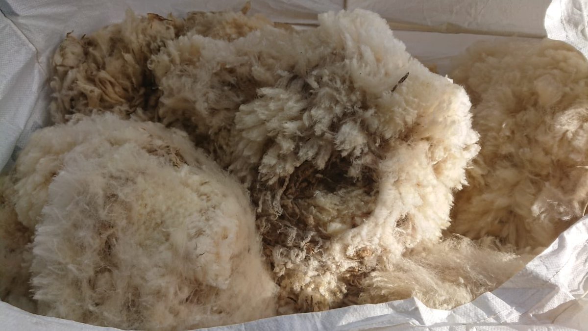 Romneymarshwool's tweet photo. Through Romney Marsh Wools we currently use around one tonne of wool per year 🐑

You can find out more about our full range at https://t.co/eFHP6R4EJS 

#RMWOpenDay #rawwool #romneywool https://t.co/sqO6Cv548X