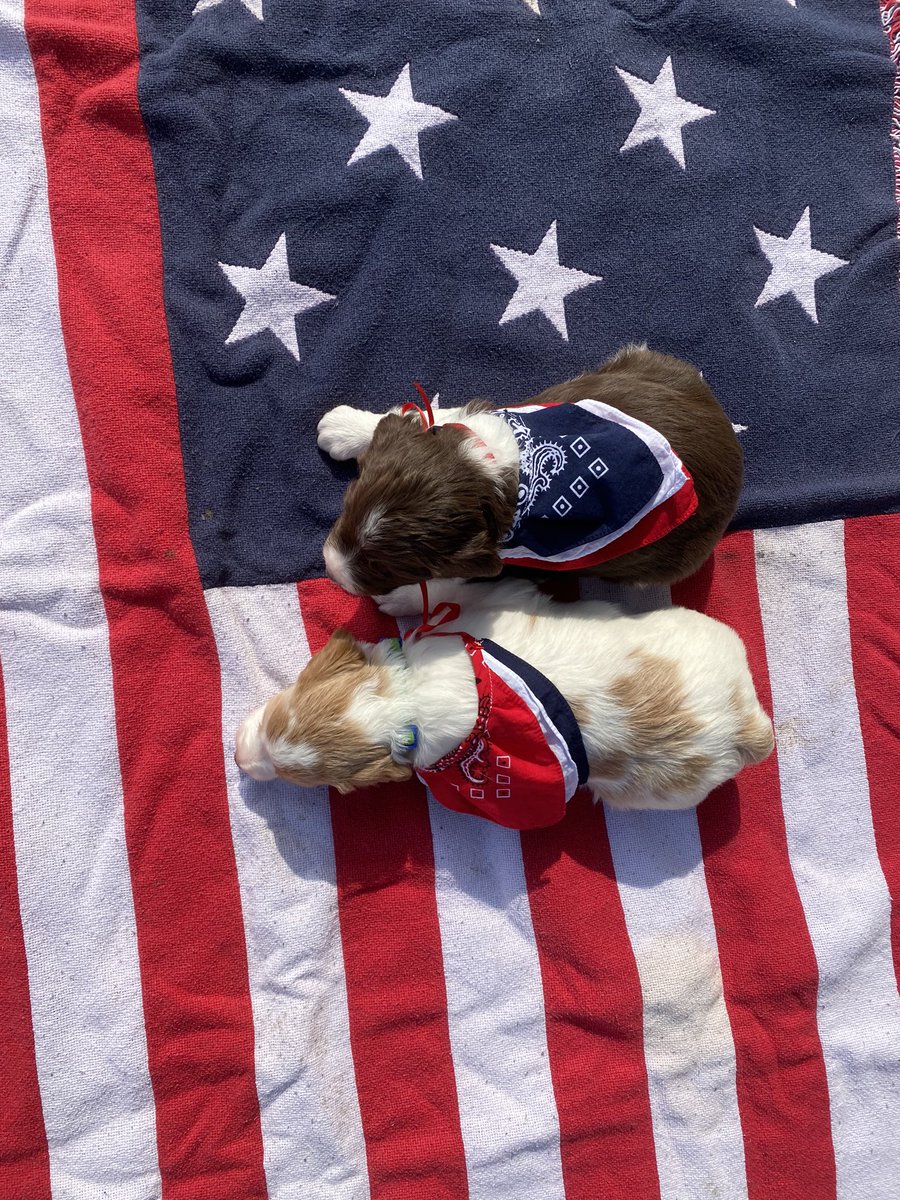 Hunter_fox1's tweet photo. Happy 4th of July from my crazy, cute pups 🇺🇸🥰 https://t.co/LlkOyE0P4B