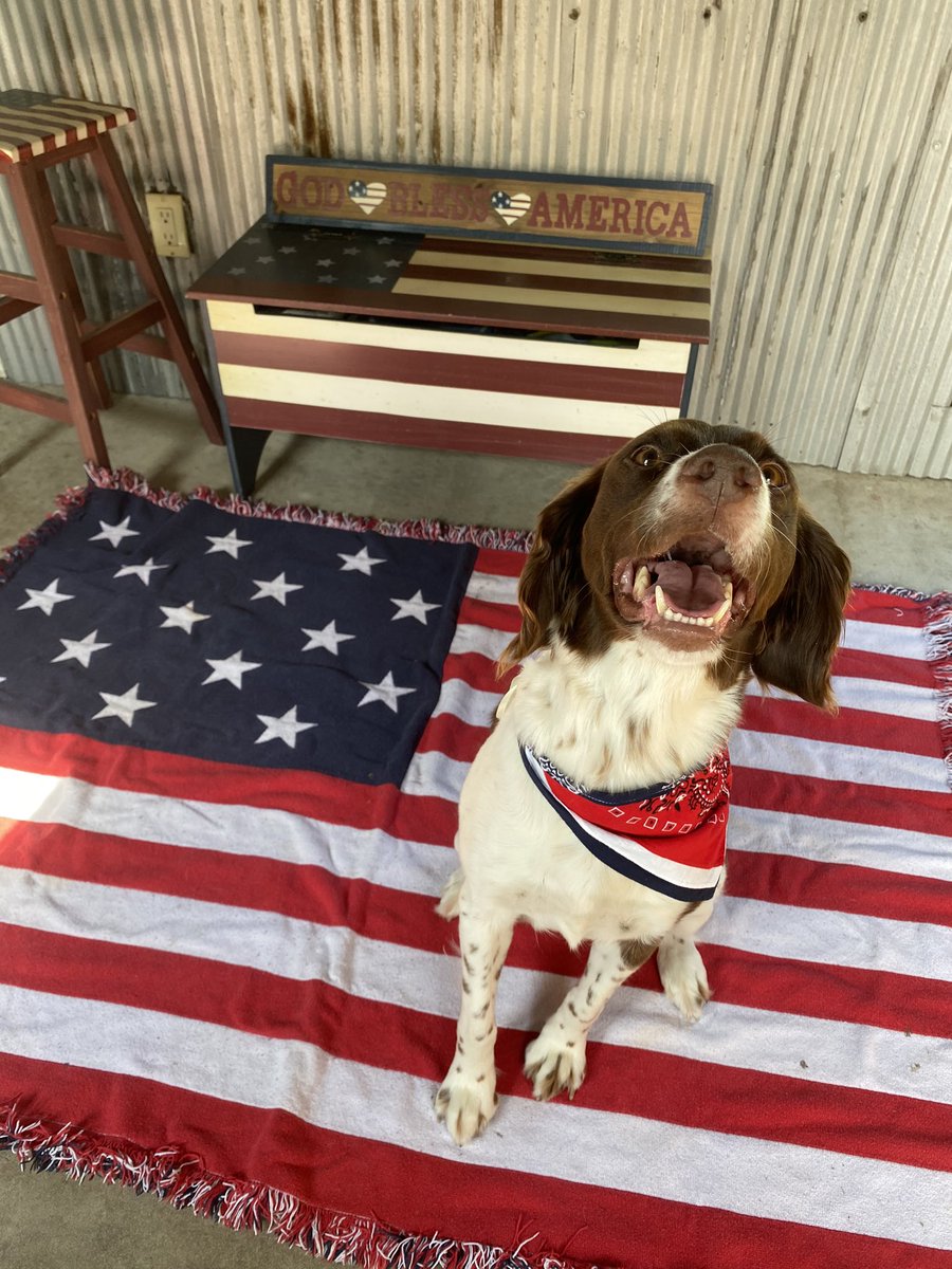 Hunter_fox1's tweet photo. Happy 4th of July from my crazy, cute pups 🇺🇸🥰 https://t.co/LlkOyE0P4B