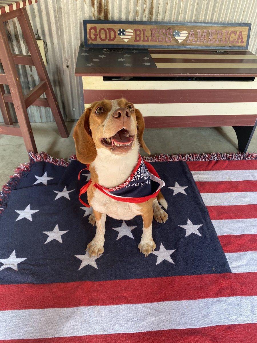 Hunter_fox1's tweet photo. Happy 4th of July from my crazy, cute pups 🇺🇸🥰 https://t.co/LlkOyE0P4B