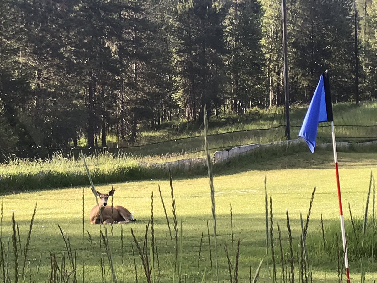purcell_golf's tweet photo. This guy chilling on the range, is it time for a lesson #agoodplacetotee #mytpi https://t.co/rg2OtzVDn7