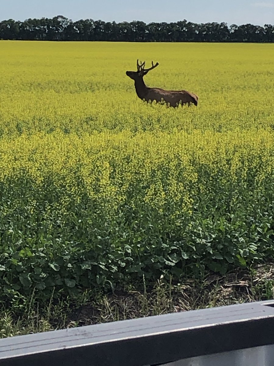 Harry Lepp tweet media