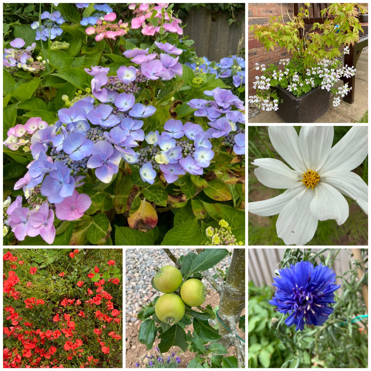 home_sal's tweet photo. #sixonsaturday #cornflower #hydrangea #cosmospurity #pelargonium #appletree #geum
Tricky photographing flowers today, it’s so windy, so have gone with the ones that aren’t blurry!😀 #gardening https://t.co/utjqzjq19u