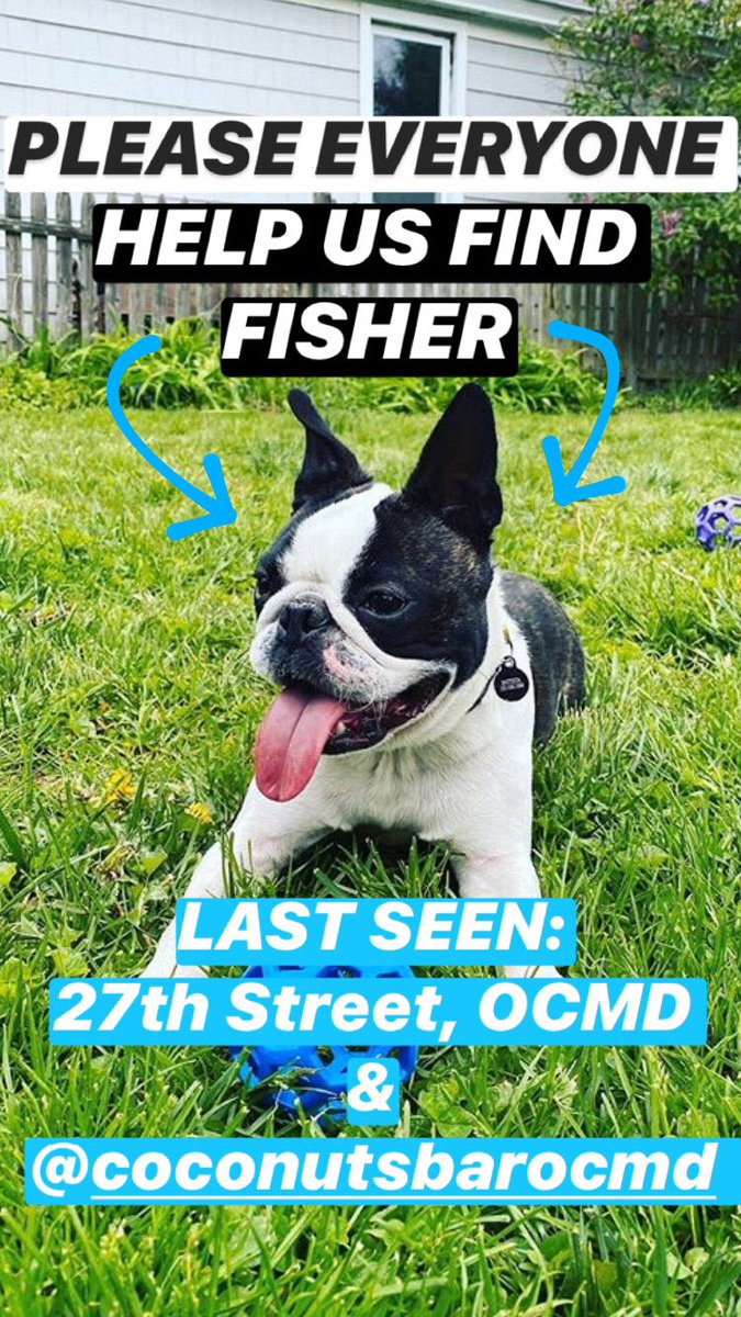 AnnieGrace07's tweet photo. HI EVERYONE IF YOU COULD PLEASE HELP ME AND MY FRIENDS FIND THEIR DOG!!!!! His name is Fisher. He’s a boston terrier. SO FRIENDLY. Last seen in @OceanCity on 27th Street by boardwalk &amp; Coconuts @OCCastle btwn 37th/38th Street!! https://t.co/nGwmpYwvTK