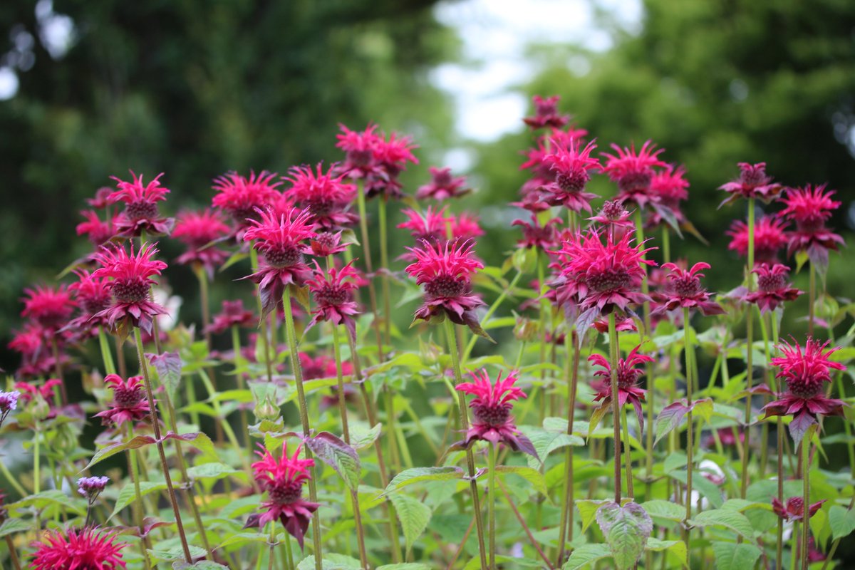 This is scarlet bee balm, a real hummingbird magnet that long-tongued bees also love. It's nice and tall, which is good because hummers prefer to be up away from the ground, safe from feline predators.