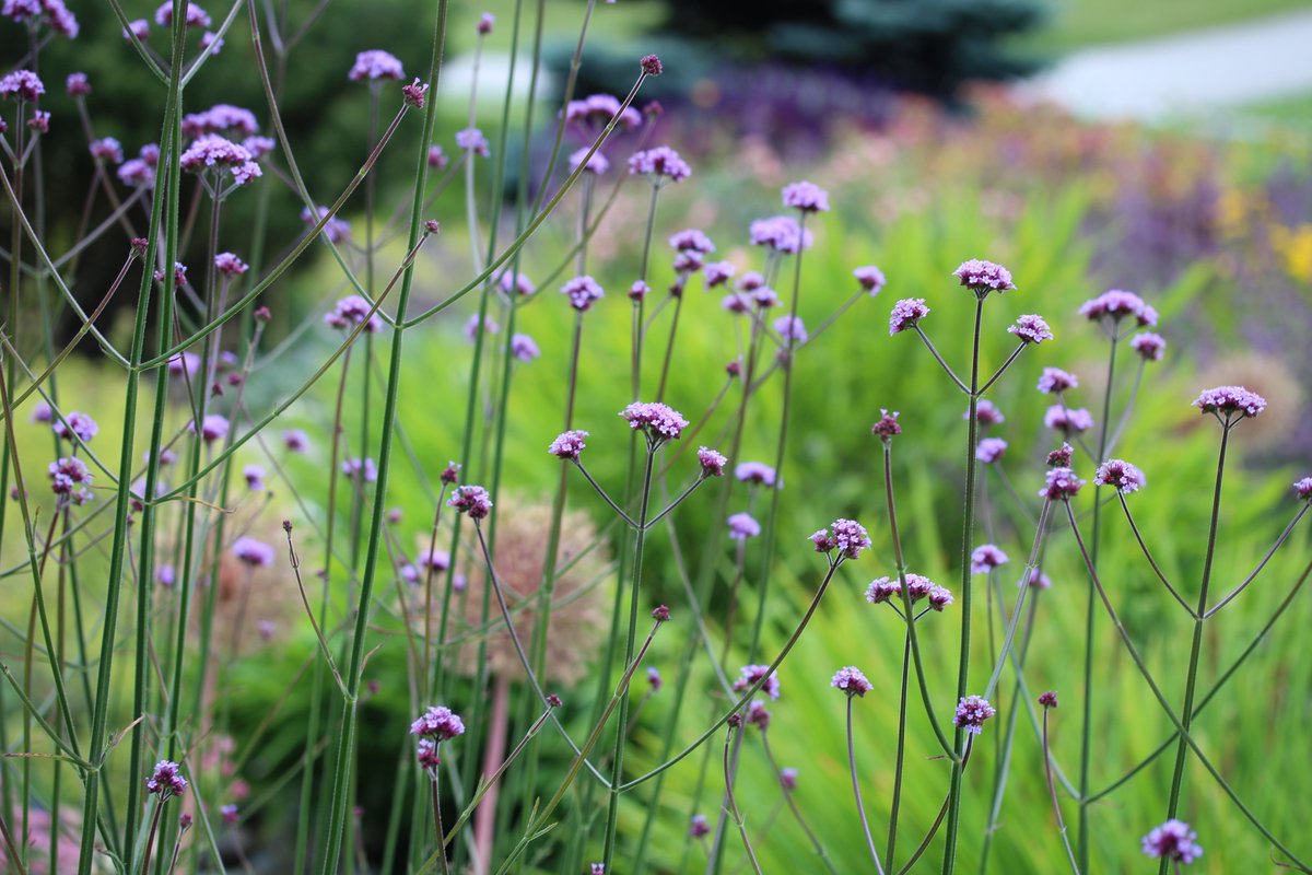 Verbena bonariensis is a tall, lacy plant that bees and hummers also love. This is easy to incorporate into any garden because it doesn't shade other plants.
