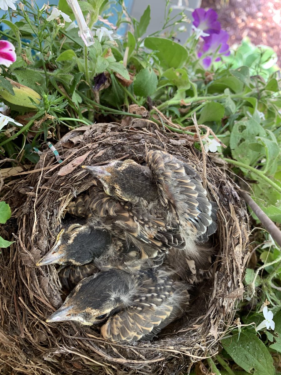 SQL_bliss's tweet image. I a few days these little miracles will be leaving the nest on my front porch. I’ll be sad to see them go