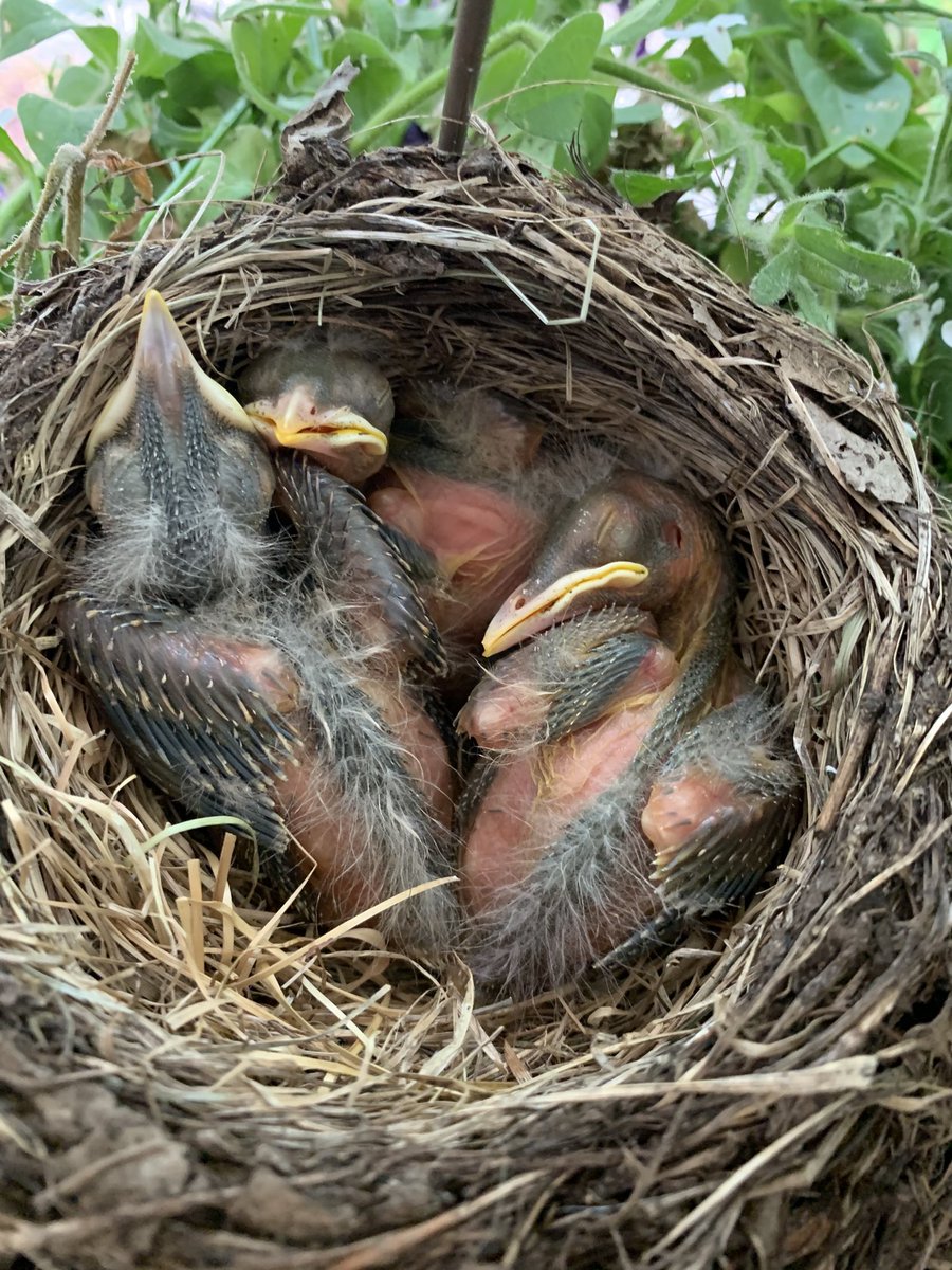 SQL_bliss's tweet image. I a few days these little miracles will be leaving the nest on my front porch. I’ll be sad to see them go