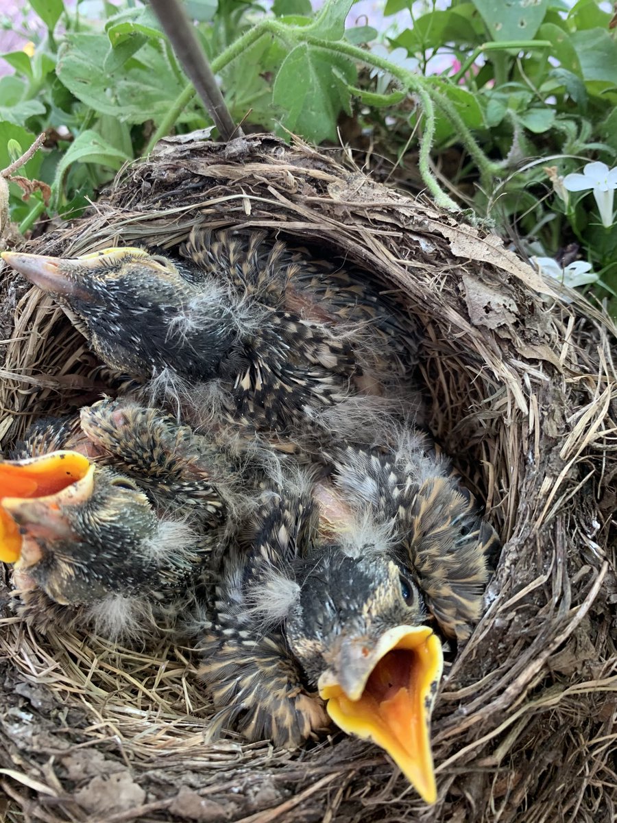 SQL_bliss's tweet image. I a few days these little miracles will be leaving the nest on my front porch. I’ll be sad to see them go
