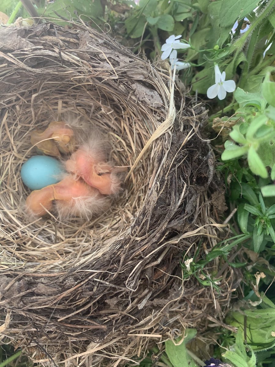 SQL_bliss's tweet image. I a few days these little miracles will be leaving the nest on my front porch. I’ll be sad to see them go