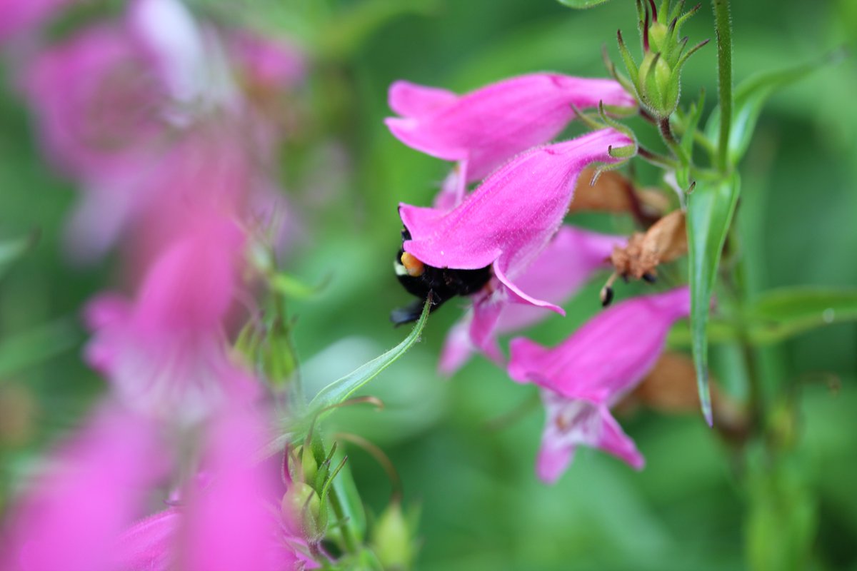 Red, orange, and pink tubular flowers are often good choices for hummers. The pink and red penstemons are great and on the right you have a pinky-red nicotiana.