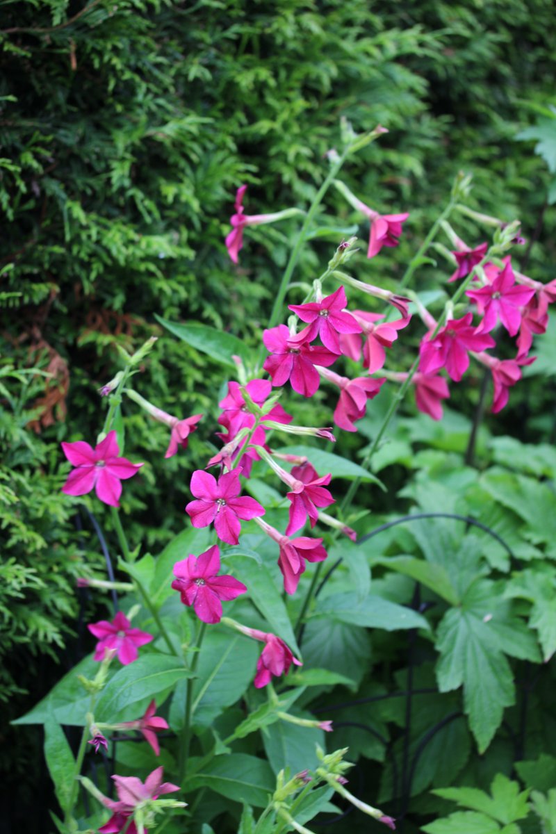 Red, orange, and pink tubular flowers are often good choices for hummers. The pink and red penstemons are great and on the right you have a pinky-red nicotiana.