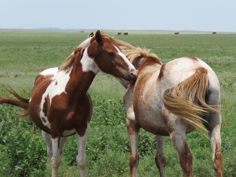 Explore Kansas with KansasTravel.org tweet media