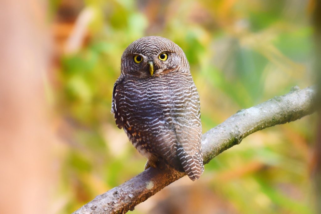 ShivaJmc12's tweet photo. @pargaien @hydbirdingpals @tstourism @KonathamDileep The Treasure of @Amrabad #ATR #Jungleowlet #Orientalscopsowl #Blackeagle #goldenfrontedleafbird https://t.co/ms7Egm8N0i