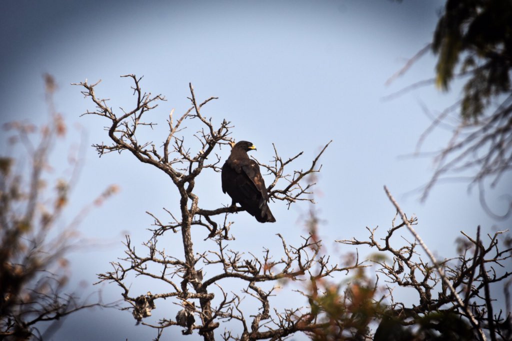ShivaJmc12's tweet photo. @pargaien @hydbirdingpals @tstourism @KonathamDileep The Treasure of @Amrabad #ATR #Jungleowlet #Orientalscopsowl #Blackeagle #goldenfrontedleafbird https://t.co/ms7Egm8N0i