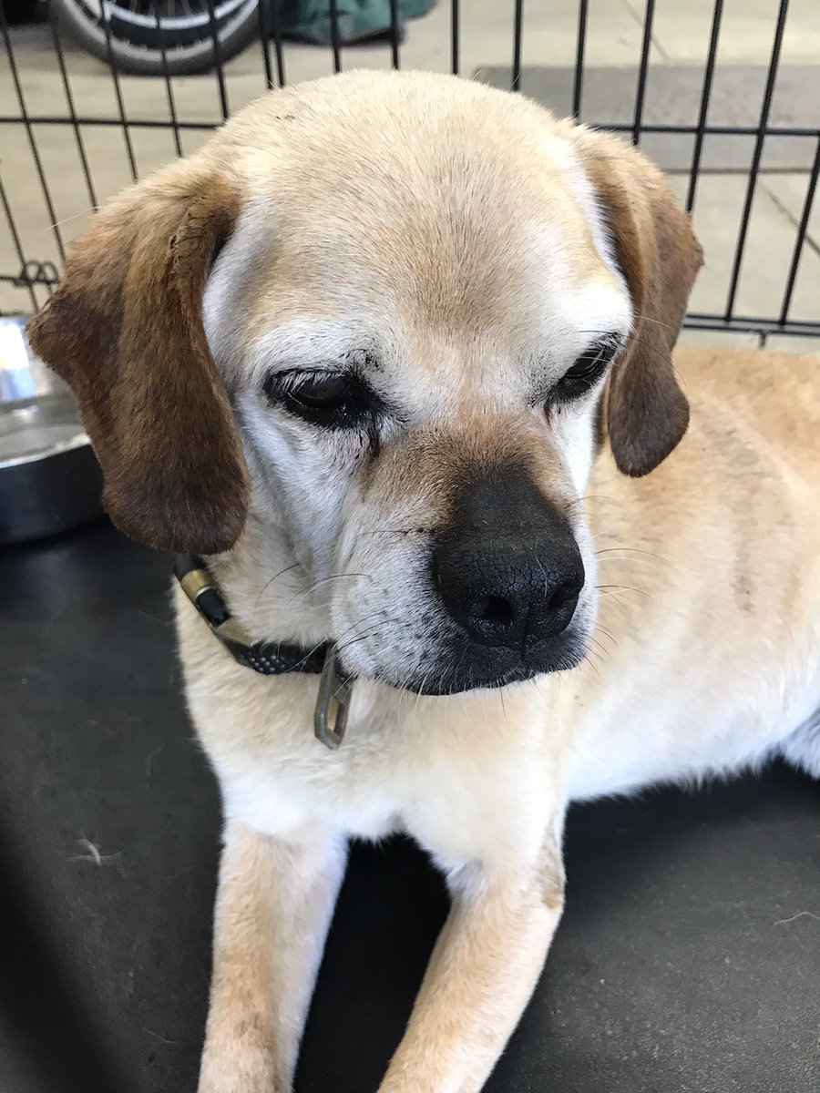 RLPPOLICE's tweet photo. Found Dog https://t.co/zuazLd96ul via @Nextdoor https://t.co/QjJj7yOFN9