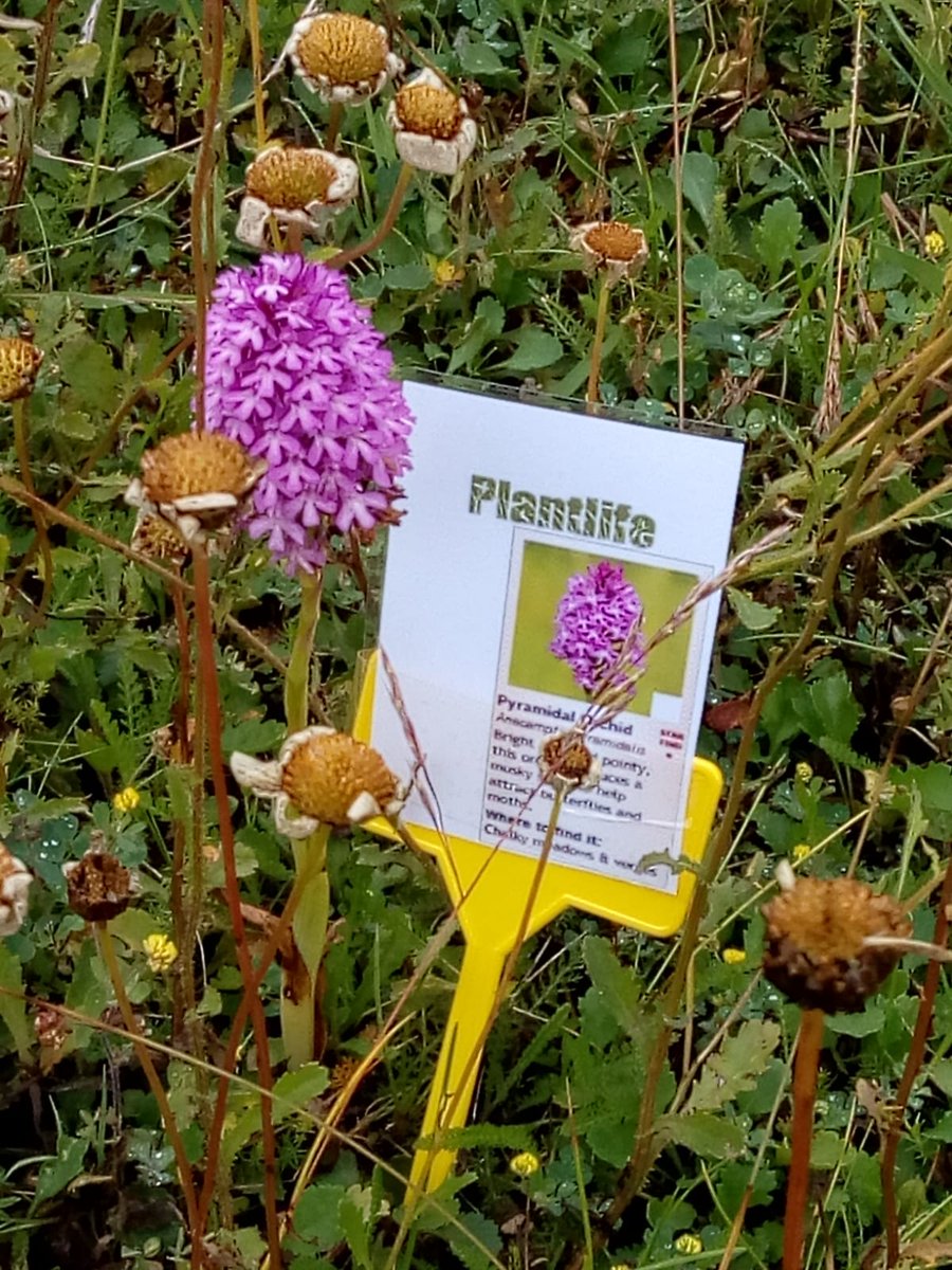 RoadFarmRamblin's tweet photo. We've put some info up in the Pretty Field to encourage people to see different flowers. Insects everywhere, even 6 Swift's on #brunchbreak! #NationalMeadowsDay @ChilternsAONB @ChilternsCCC @Love_plants @UpperThamesBC https://t.co/T8XBrYY4XB