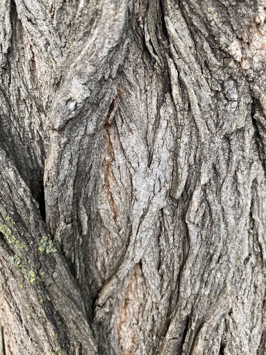 Hangi ağacın kabuğu olabilir?