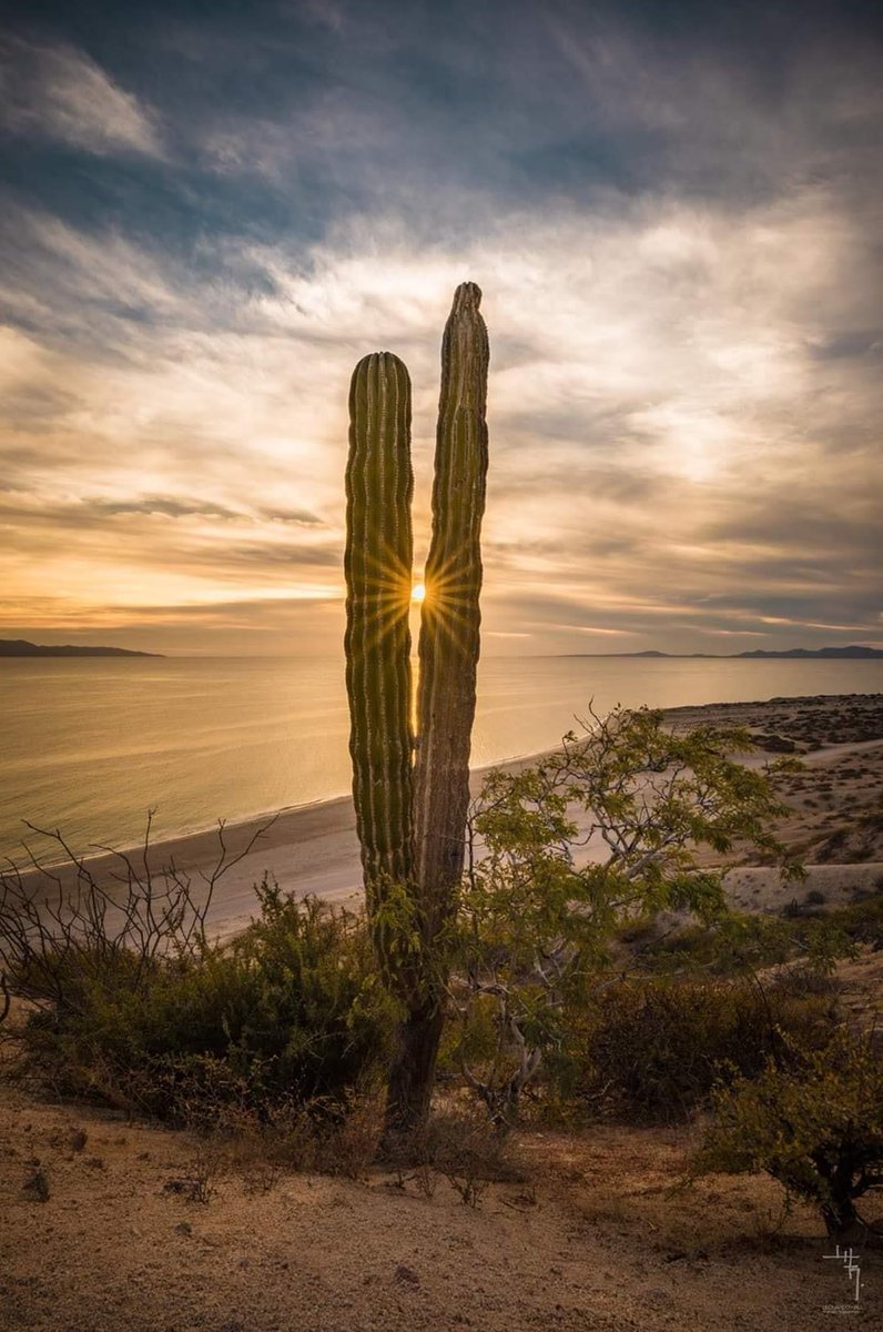 PostBajaSur's tweet photo. ☀️Buenos días!! #Buenosdias 👋
De azul Baja,🌄🏜️,Amaneceres únicos en mar de Cortés, excelente toma del autor, Playa el Sargento, #BCS 🇲🇽 se encuentra en la bahía de la ventana, hermosa playa de aguas tranquilas🌊
Foto: Leonardo Hall R✅ https://t.co/PtRHomq4Zw