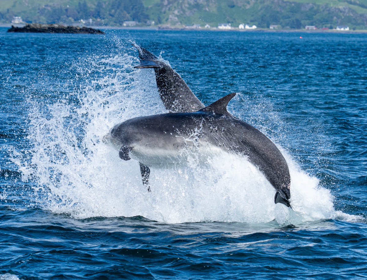 SealifeA's tweet photo. Welcome sight. Amazing display this week. Dolphins just loving life. #dolphins #wildlife #nature @MissionBlue @Protect_Wldlife @SealScotland @obantweet @HeartofArgyll @wildaboutargyll @Bluemarinef @TheOpenSeas @lochmelfort @whalesorg @HWDT_org https://t.co/e8VWdVz6YO