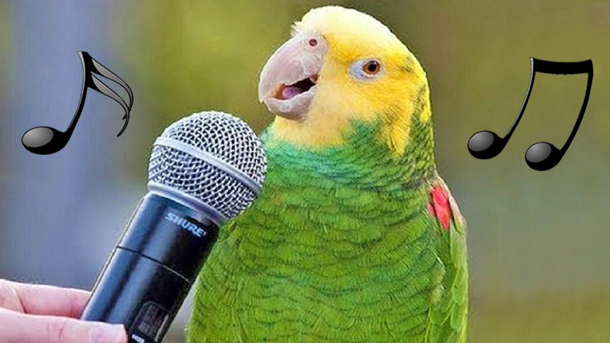 MeowMoeDotCom's tweet photo. #Funny #Birds #Sing, Dance & #Imitate ...
#Cats #Cat #Kittens #Kitten #Kitty #Pets #Pet #Meow #Moe #CuteCats #CuteCat #CuteKittens #CuteKitten #MeowMoe #Babies #BabyParrot #BabyParrotSound #Barking #Bird #BirdMimic #BirdsDance #BirdsSing
https://t.co/8px0JvEpm8 https://t.co/yIY7cGwU2N