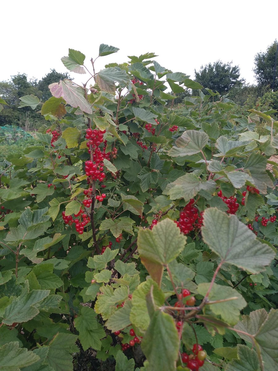 TheFoodWorksSHF's tweet photo. It's been a fertile week. The harvest on our fruit bushes has started, as well as the first leaves of kale. Unfortunately the weeds seem to also have enjoyed the weather! #ThinkGlobalGrowLocal https://t.co/sYDhR6WYcQ