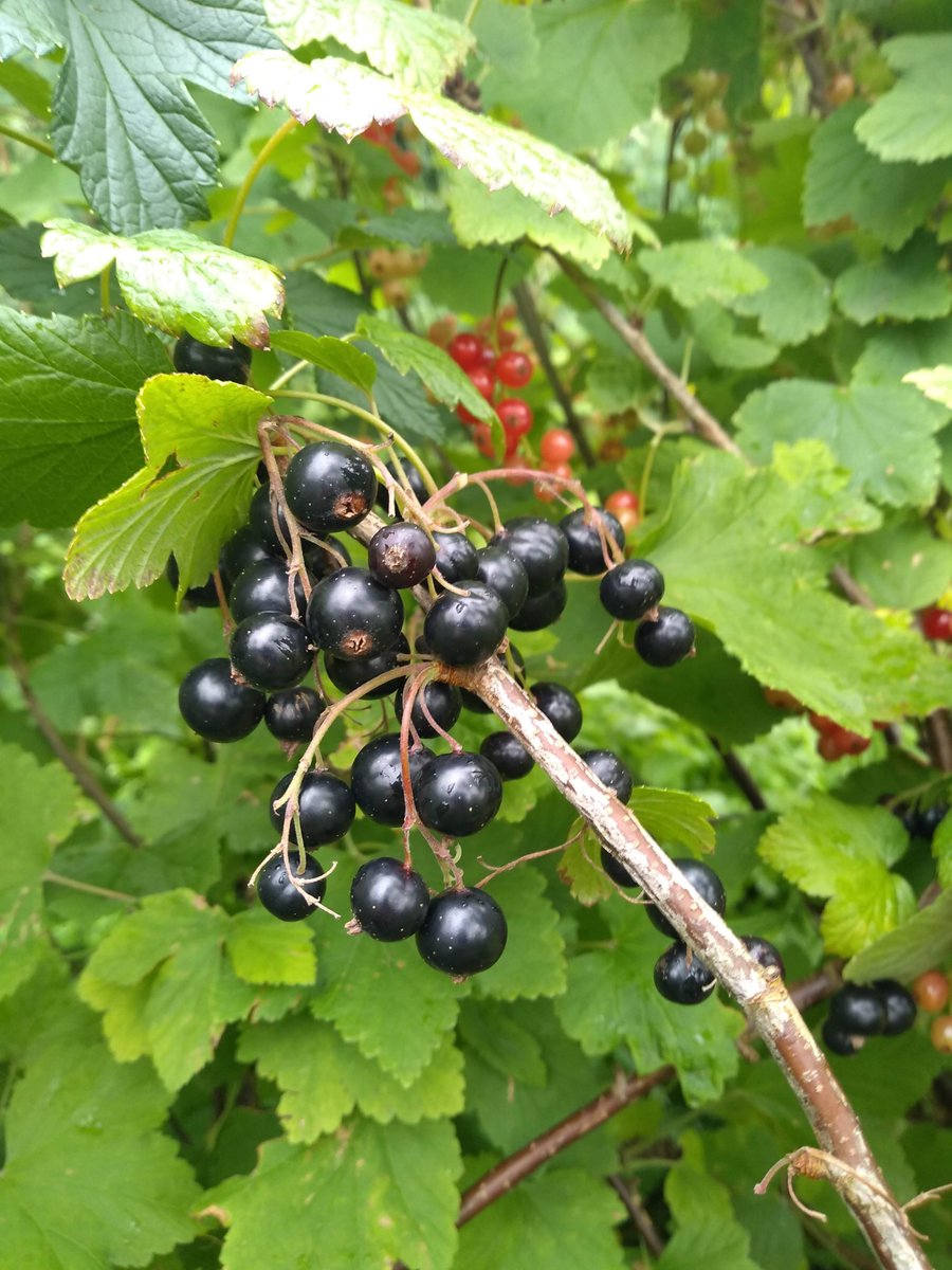 TheFoodWorksSHF's tweet photo. It's been a fertile week. The harvest on our fruit bushes has started, as well as the first leaves of kale. Unfortunately the weeds seem to also have enjoyed the weather! #ThinkGlobalGrowLocal https://t.co/sYDhR6WYcQ