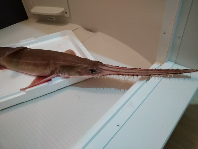 ノコギリザメのtwitterイラスト検索結果 古い順