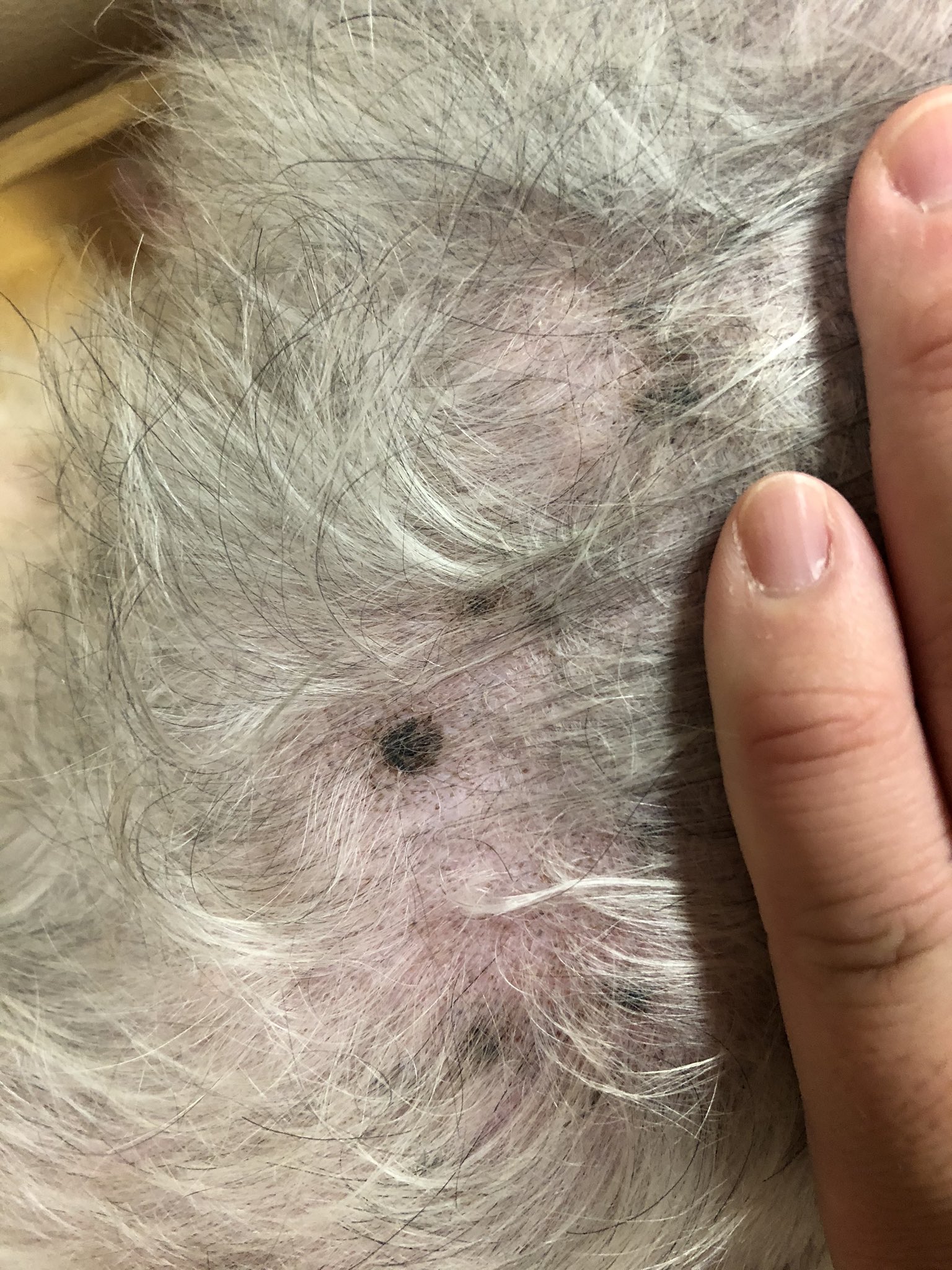 Ryo 我が家のヨークシャーテリア 今日 シャンプーして気づいたんだが背中にシミのような黒いポツポツができてる なんだろう 皮膚ガン T Co V9bsjh2cfh Twitter