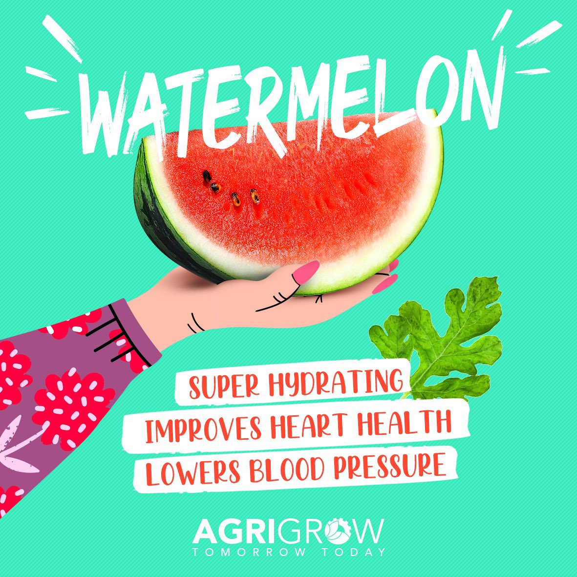 #Phenomena #Watermelon #SummerFruits #FreshFruits #SummerVibes #AgriGrow #GrowTomorrowToday #AgriGrowNursery #RobinsonAgri #BabyPlants #Seeds #HealthyPlantation #HealthySeedlings #FoodSafety #Agriculture  
#بطيخ #فوائد #صيف #زراعة #صحي #زراعة_صحية #بذور #نوعية_ممتازة