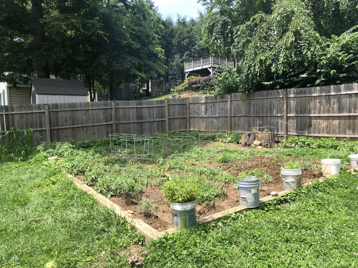 fazli12345's tweet photo. #Happy4th to our #vegetablegarden as we continue to #liberate our #Turkish #SweetPeppers #Tomatoes #Eggplants #FlatBeans from #life #sucking #wildweeds
#zerzevat #zarzevat #bahce mizi #ot lardan temizleyip #Bagimsizlik larina kavusturmaya devam ediyoruz #biiznillah #evvelallah https://t.co/kqOS1dzyma