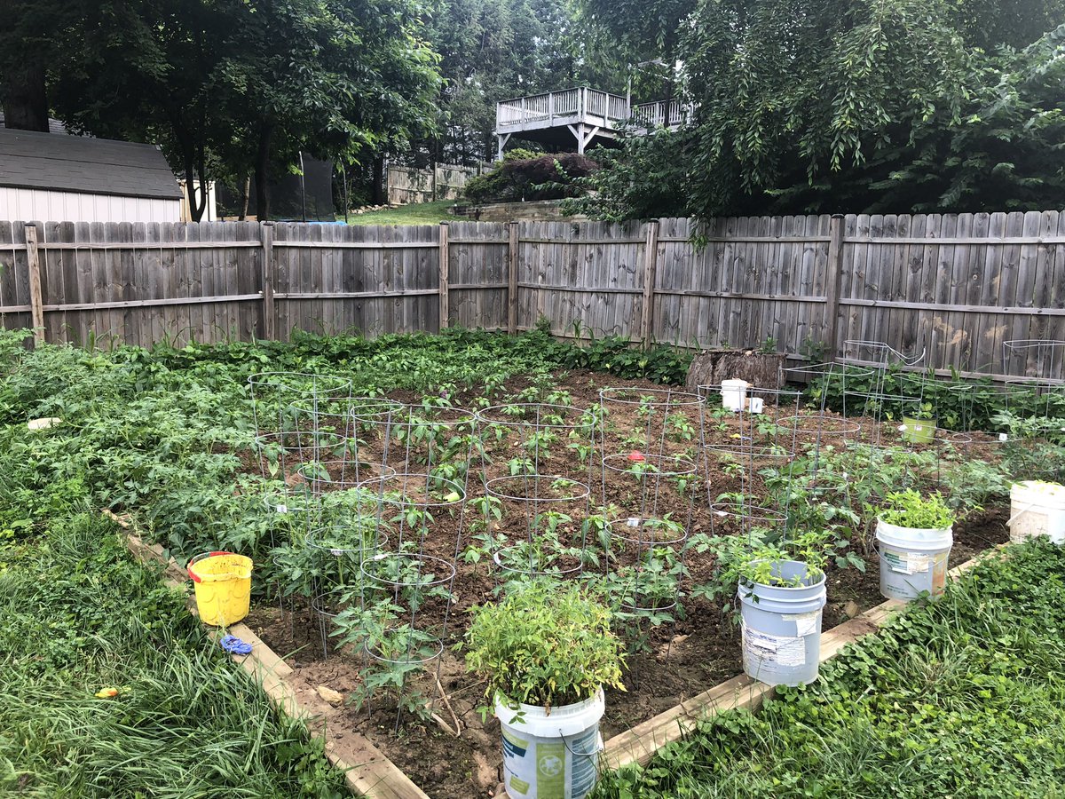 fazli12345's tweet photo. #Happy4th to our #vegetablegarden as we continue to #liberate our #Turkish #SweetPeppers #Tomatoes #Eggplants #FlatBeans from #life #sucking #wildweeds
#zerzevat #zarzevat #bahce mizi #ot lardan temizleyip #Bagimsizlik larina kavusturmaya devam ediyoruz #biiznillah #evvelallah https://t.co/kqOS1dzyma
