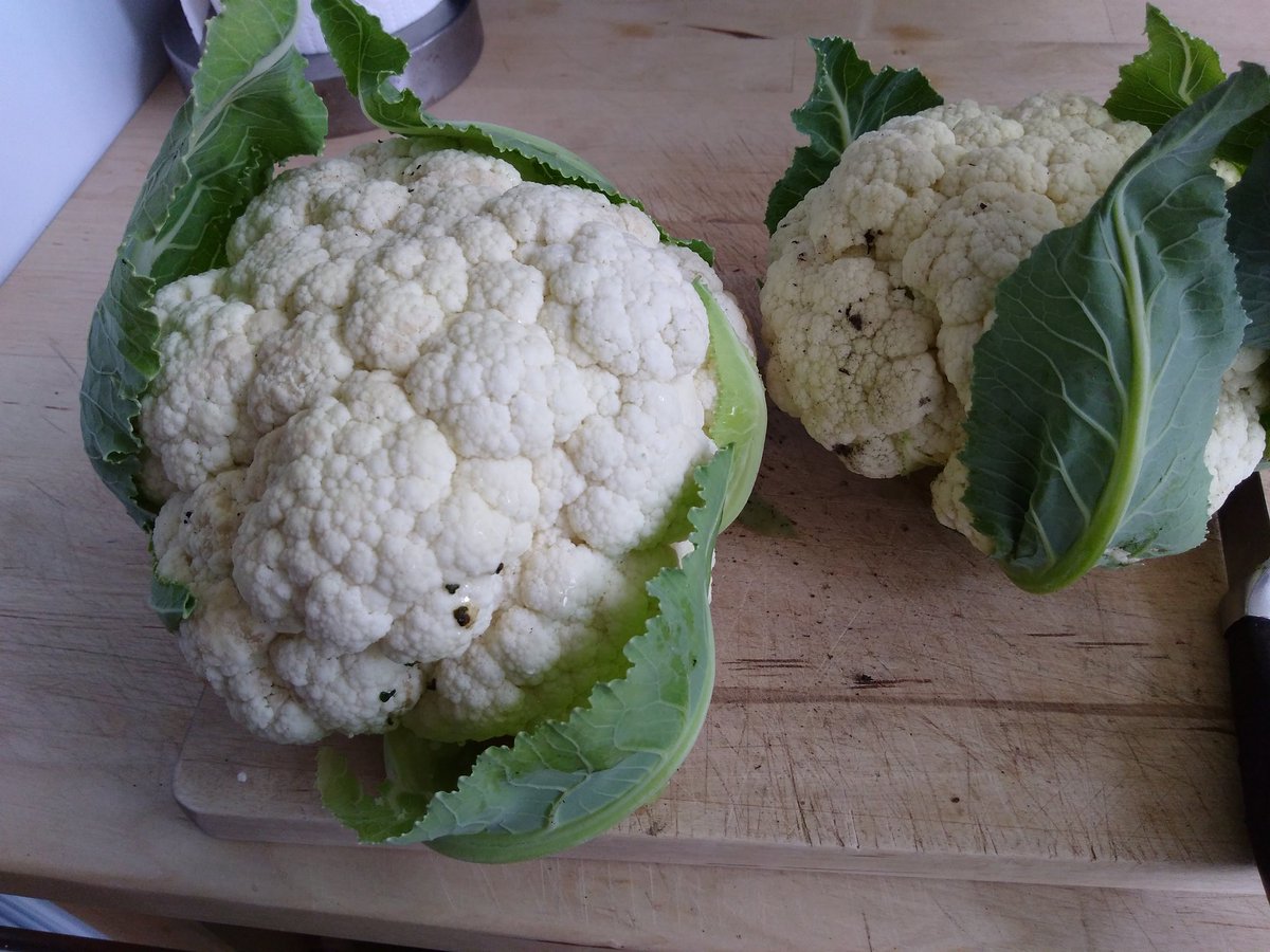 canudigit15's tweet photo. First Cauliflower of the season from #plot9 Potatoes nearly taking over and sunflower says hi. #allotment #growyourown #plot15 https://t.co/zALPPAZ3FY