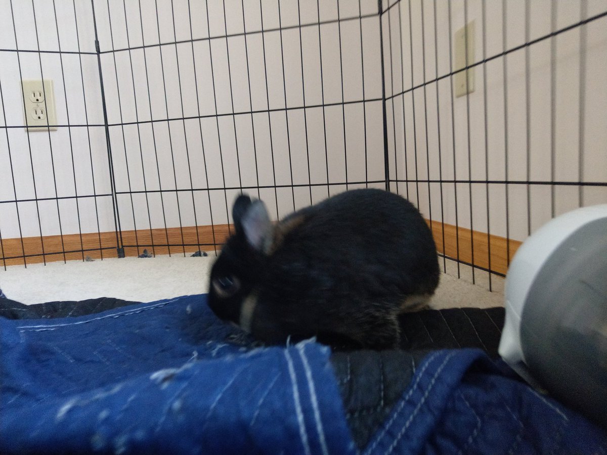 Dyrus's tweet photo. small hop https://t.co/eU1inpfvrm