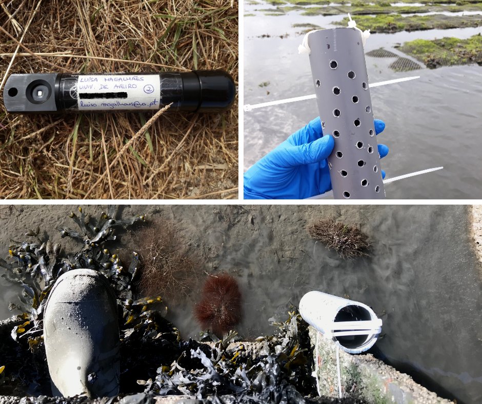 COACH_Project20's tweet photo. Multiparametric probes were installed in strategic points of the Ria de Aveiro aiming to identify the main threats and drivers of cockle populations
#cockles #fundoparaaconservacaodosoceanos #ocean #conservation #oceanariodelisboa #oceanoazulfoundation #COACHProject https://t.co/pbs07IWHP0