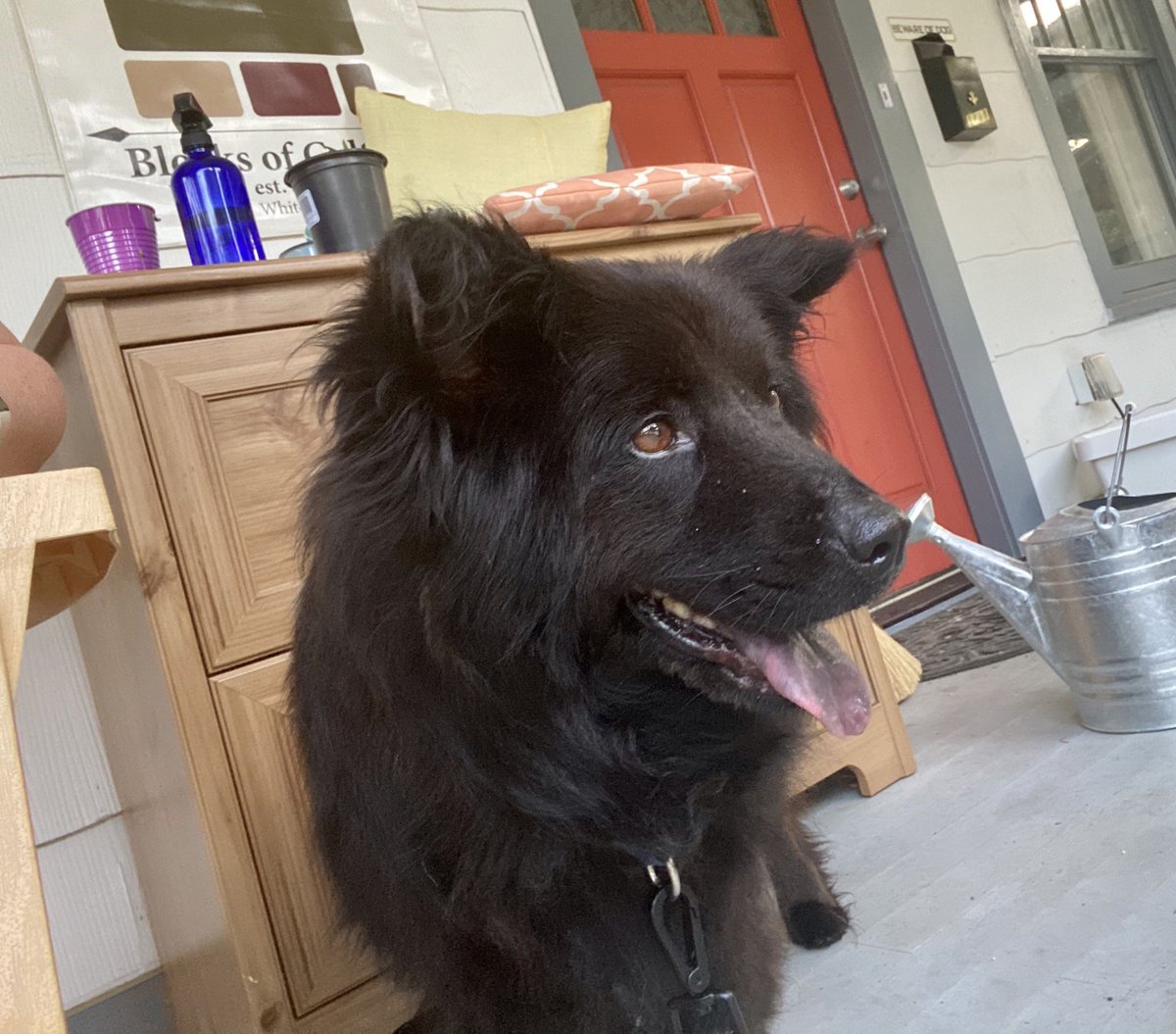 adaline_writes's tweet image. Headed out the front today to see how Sammy might like the front porch! She’s slowing coming out of her shell! We even started brushing her today! #adoptsammy #fosterdog #chowsoftwitter #dogsoftwitter #atlanta