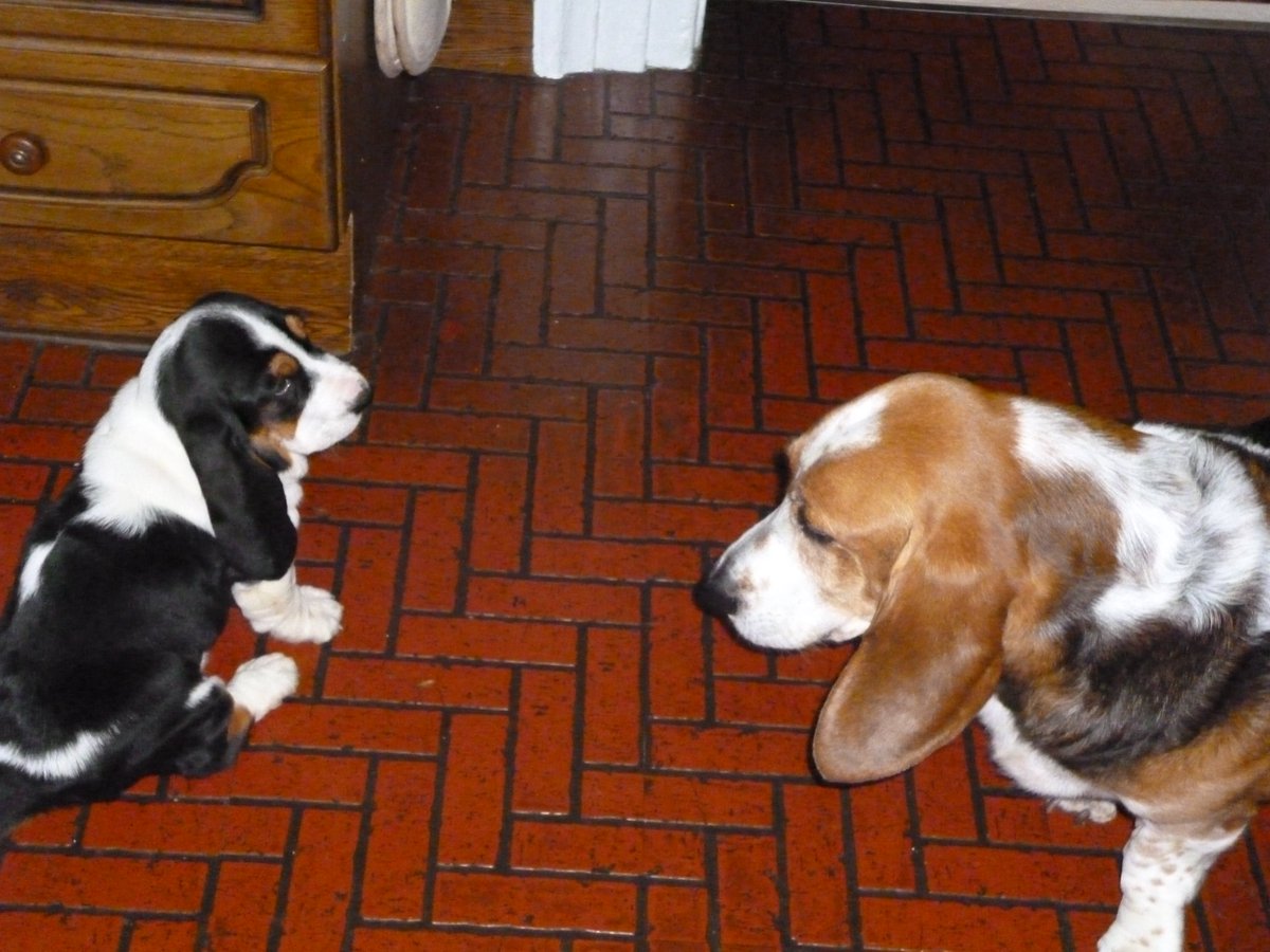 BIG EARS. Basset hounds🐶💙REFORMUK MEMBER tweet media
