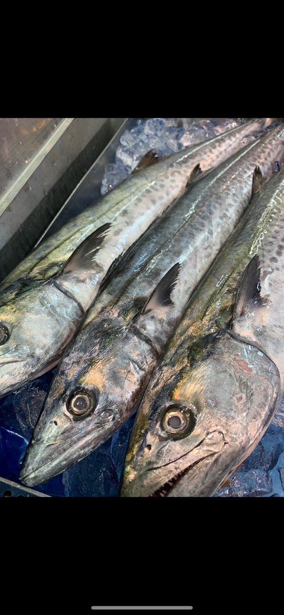 愉悦処 似星 日曜限定予告 福岡は中間より 玄界灘で獲れた サワラ つけ麺です サゴシ ナギ サワラと呼び名が変わる 出世魚でもあります これを炙ってほぐして つけ汁にたっぷりと入れます 遊び飯は 茨城は大洗より 釜揚げしらす 熊本 鹿児島の