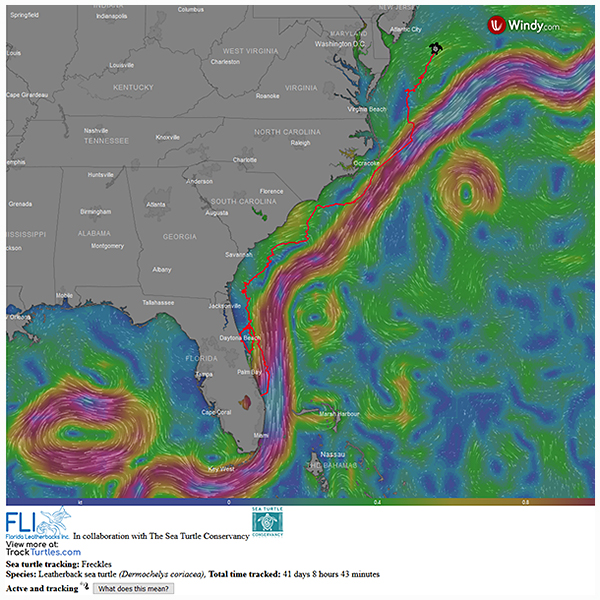 Look at Freckles go! Since we tagged her 41 days ago, she has traveled about 3,200 kilometres (2,000 miles) and is now off the coast of New Jersey. Freckles is currently the leader in the <a href="/conserveturtles/">SeaTurtleConservancy</a> annual Tour de Turtles race. Follow along at trackturtles.com/freckles