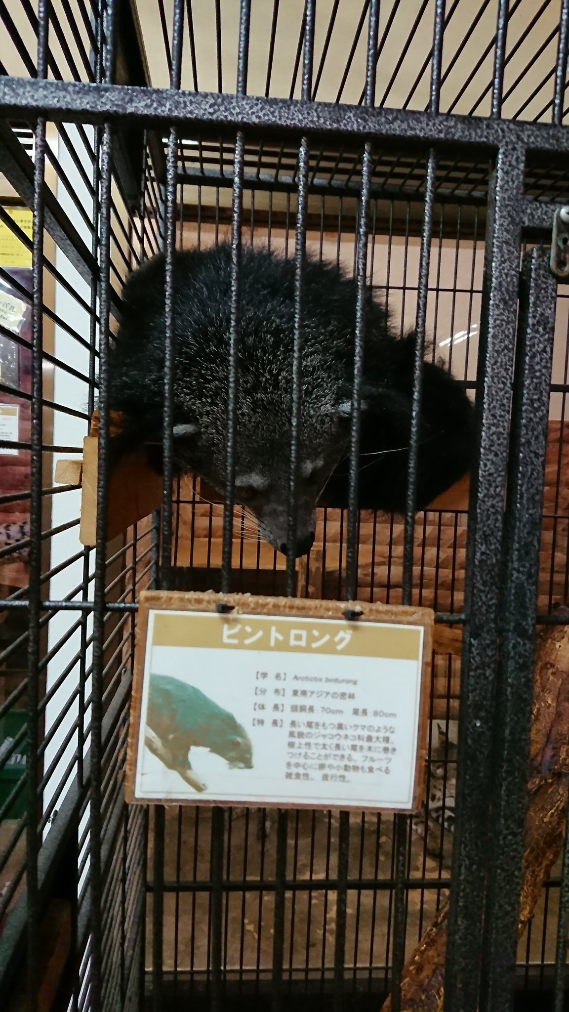 インナーシティズーノア Twitter Search Twitter