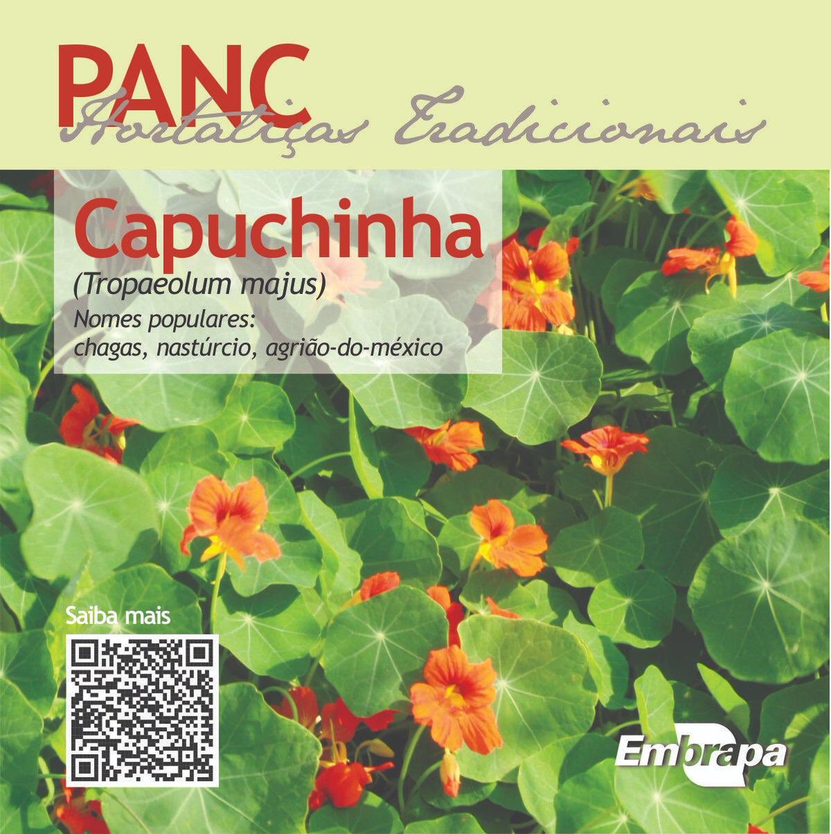 MauricioLopes's tweet photo. PANCs - A Embrapa Hortaliças e diversas instituições parceiras têm buscado a preservação e a conservação das Plantas Alimentícias Não Convencionais. #pancs #panc #hortaliças #diversidade #hortas #alimentosaudavel #floradocerrado #biodiversity #nativespecies #ecologia #embrapa https://t.co/xK1aaIbBzv