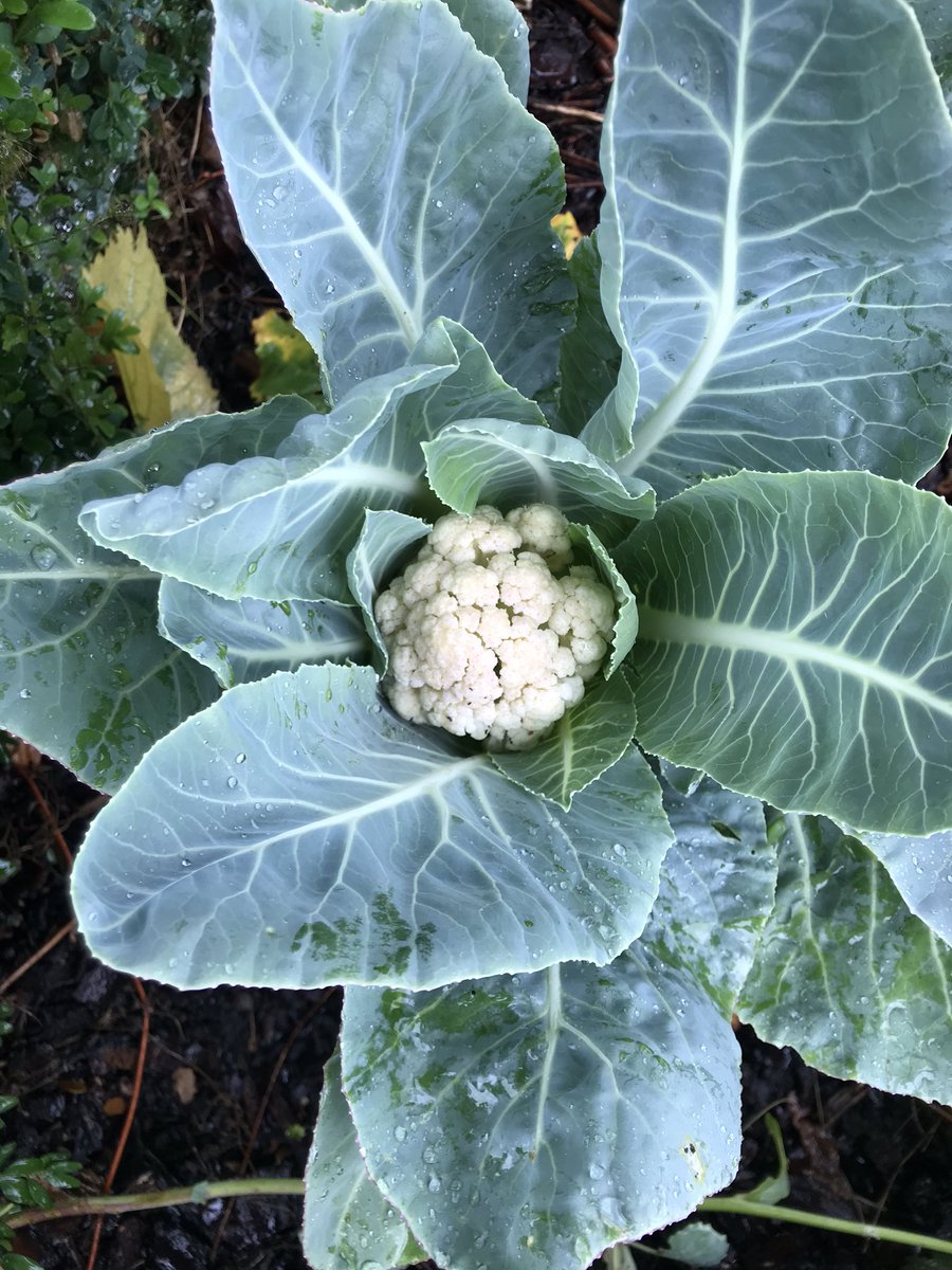 Bllenna_'s tweet photo. Ik ben in shock 😲 tijdens mijn ‘rondje’ tuin ontdek ik ineens een bloemkool! Wat een giller!!! Ik heb hem daar niet eens gezaaid 🤣 #moestuin https://t.co/gi3EddL6EV