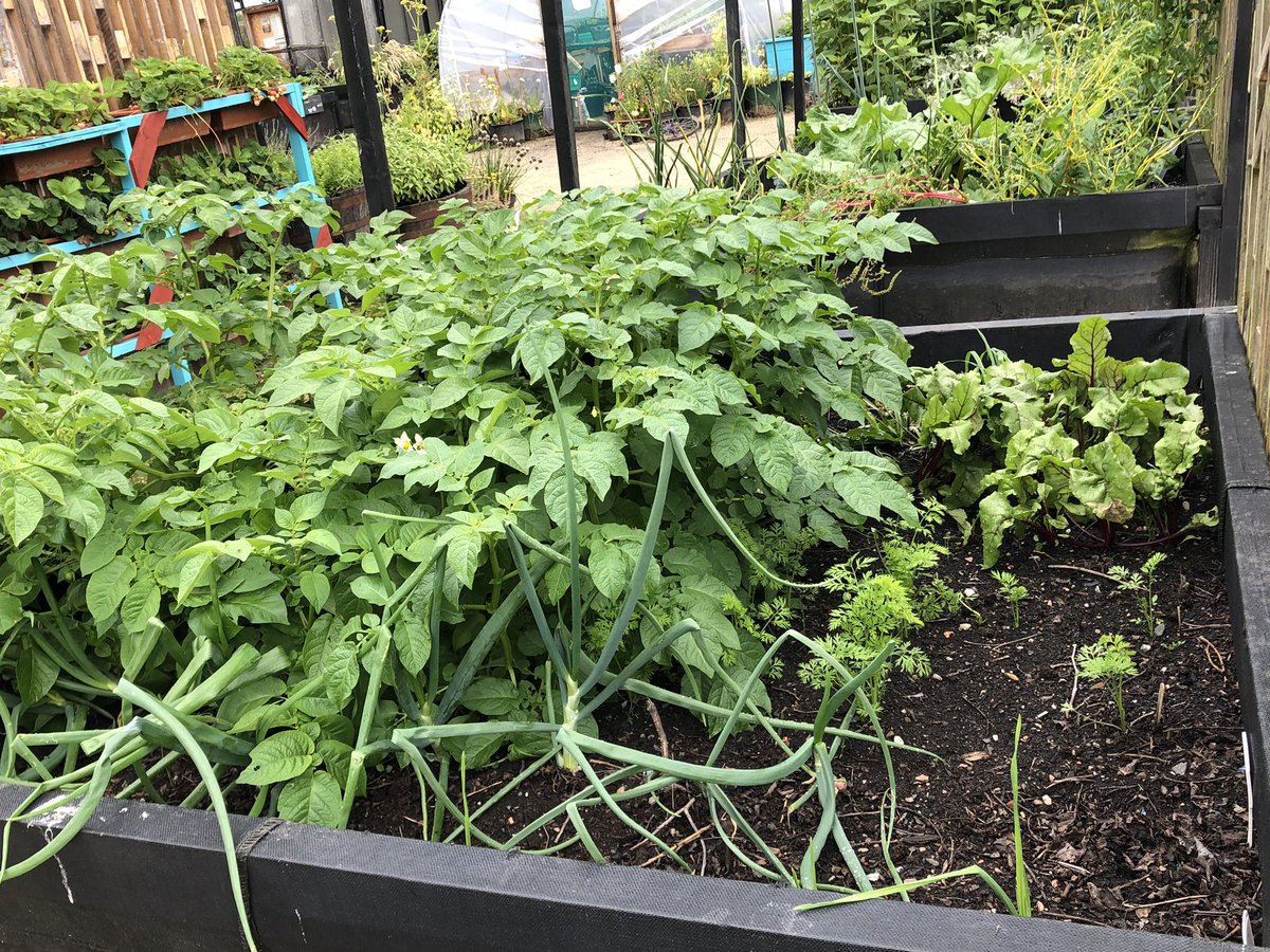 ClaypitsLnr's tweet photo. We have a community plot at The Back Garden, behind Possilpark Health Centre. 
Growing (socially distanced) potatoes, beetroot,onions and carrots. #firsttimegardener 
When we can, we will be looking for help in future. #community #greenspace #possilpark #harvest https://t.co/2h0EwYIqsP