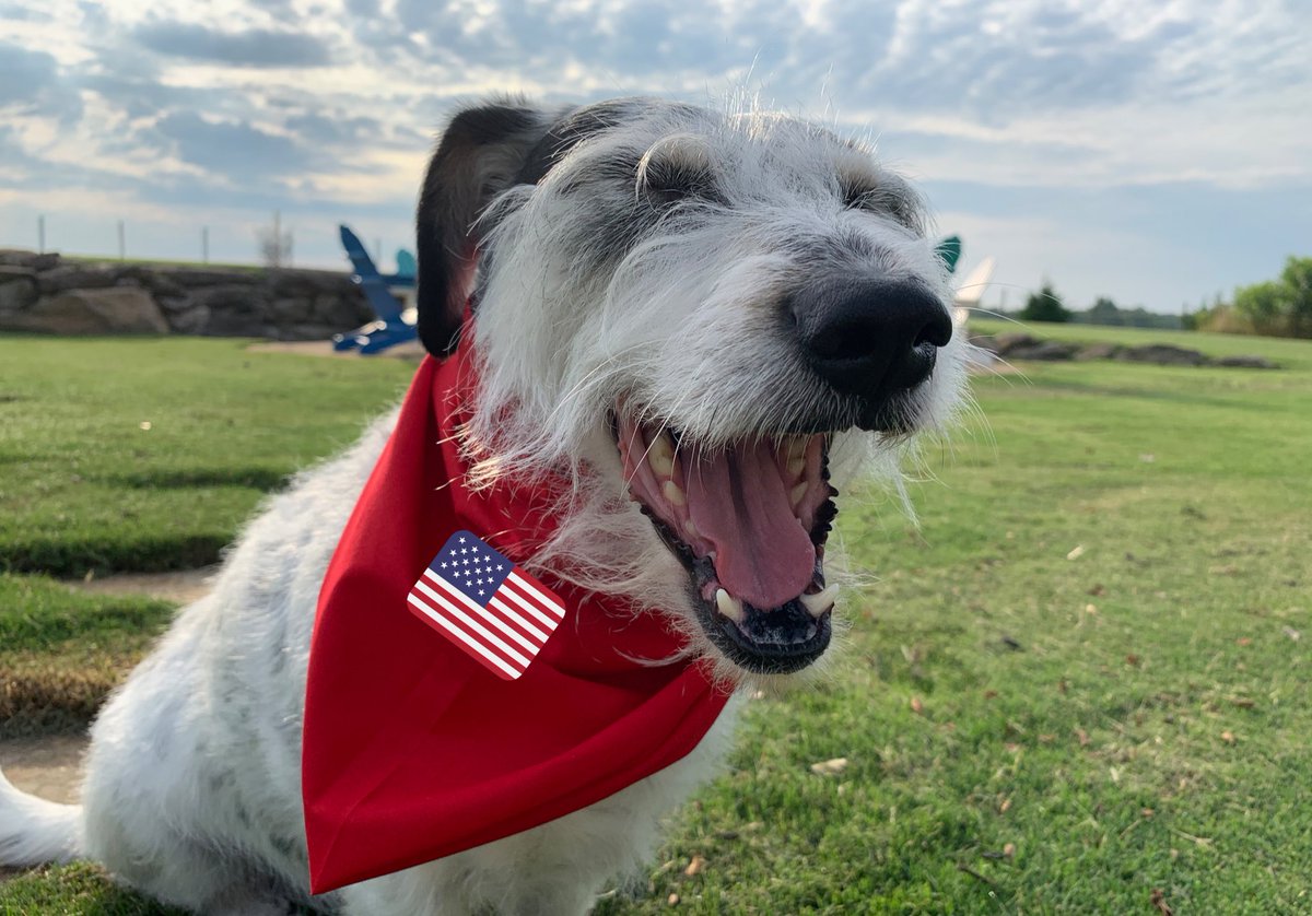 Penny_Lane_Pup's tweet photo. Wishing you a safe &amp; happy 4th of July! 🇺🇸🎆🇺🇸🎇🇺🇸

Frens, make sure your collars are on &amp; you stay in when da sky booms start! 
#dogsoftwitter #pennylane #4thofJuly #4thofJuly2020 https://t.co/yVN6qtcDdG