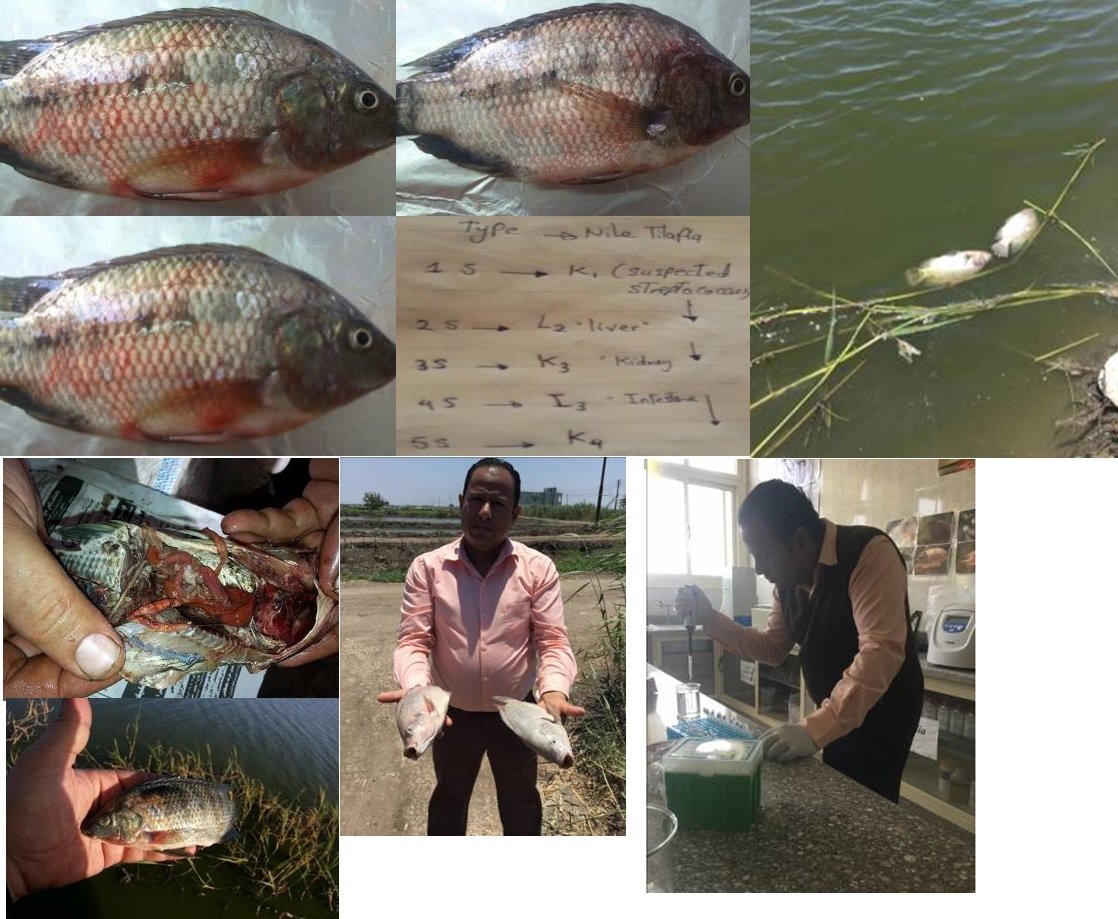 aquageimprove's tweet photo. #SmallScalefarmers had double extreme effects. One is #COVID19  and the other one is #FishPathogens that causes severe #EconomicLosses. Efforts needs to strengthened for both #humanBiosecurity and #AquaticAnimalsBiosecurity.@aquageimprove https://t.co/sJ3f7RRnak